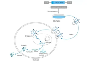 Adenovirus (Adv26) Clarification – Cobetter® Depth Filtration Product Application