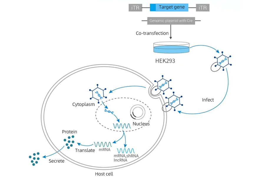 Adenovirus (Adv26) Clarification – Cobetter® Depth Filtration Product Application
